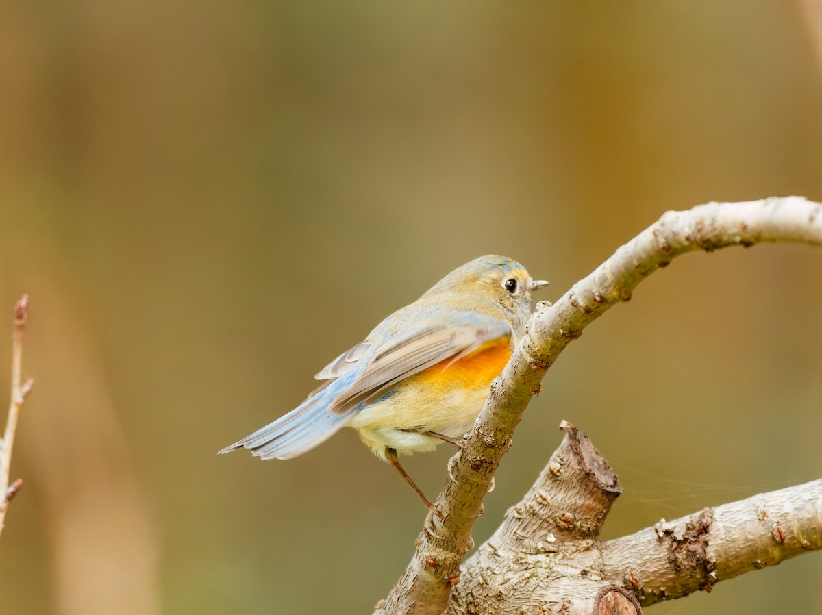 Blauschwanz - ML646680365