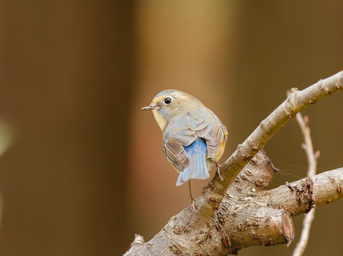 Blauschwanz - ML646680366