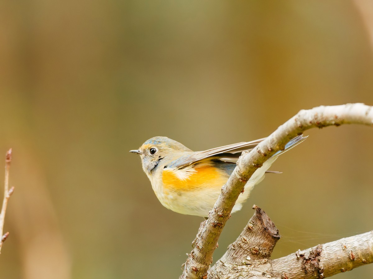 Blauschwanz - ML646680367