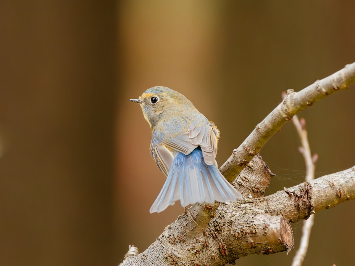 Blauschwanz - ML646680368