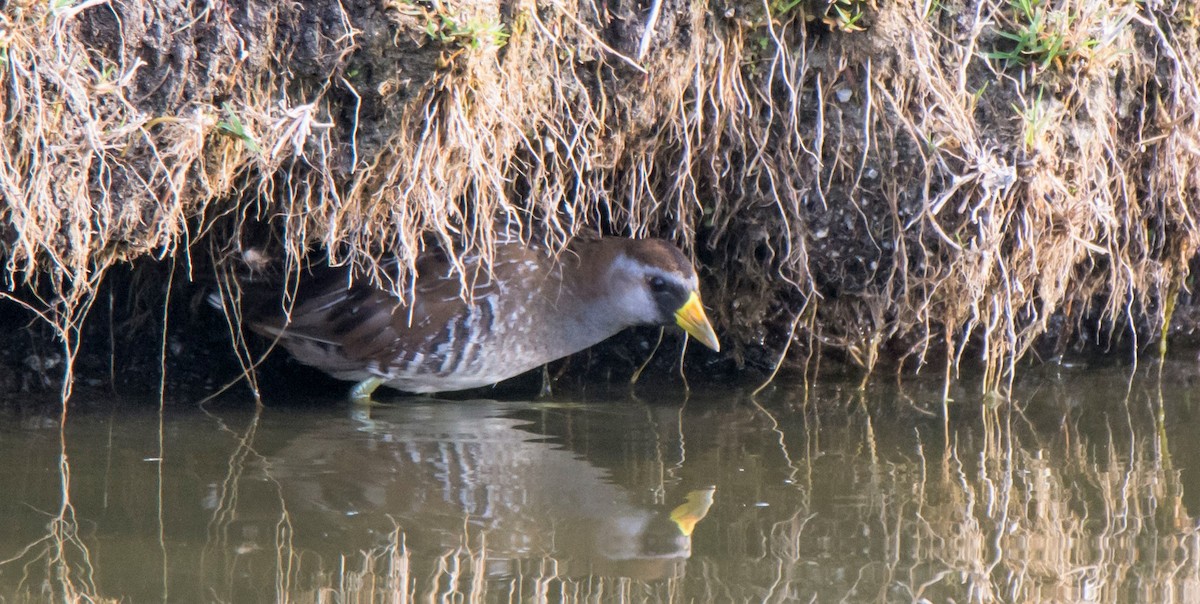 Sora uroilanda - ML646680369