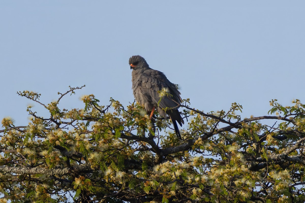 Dark Chanting-Goshawk - ML646680370