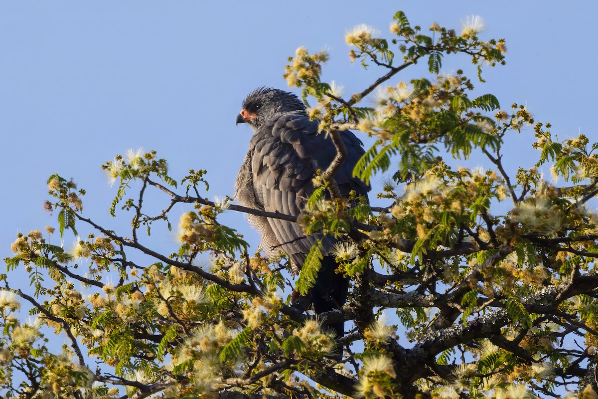 Dark Chanting-Goshawk - ML646680371