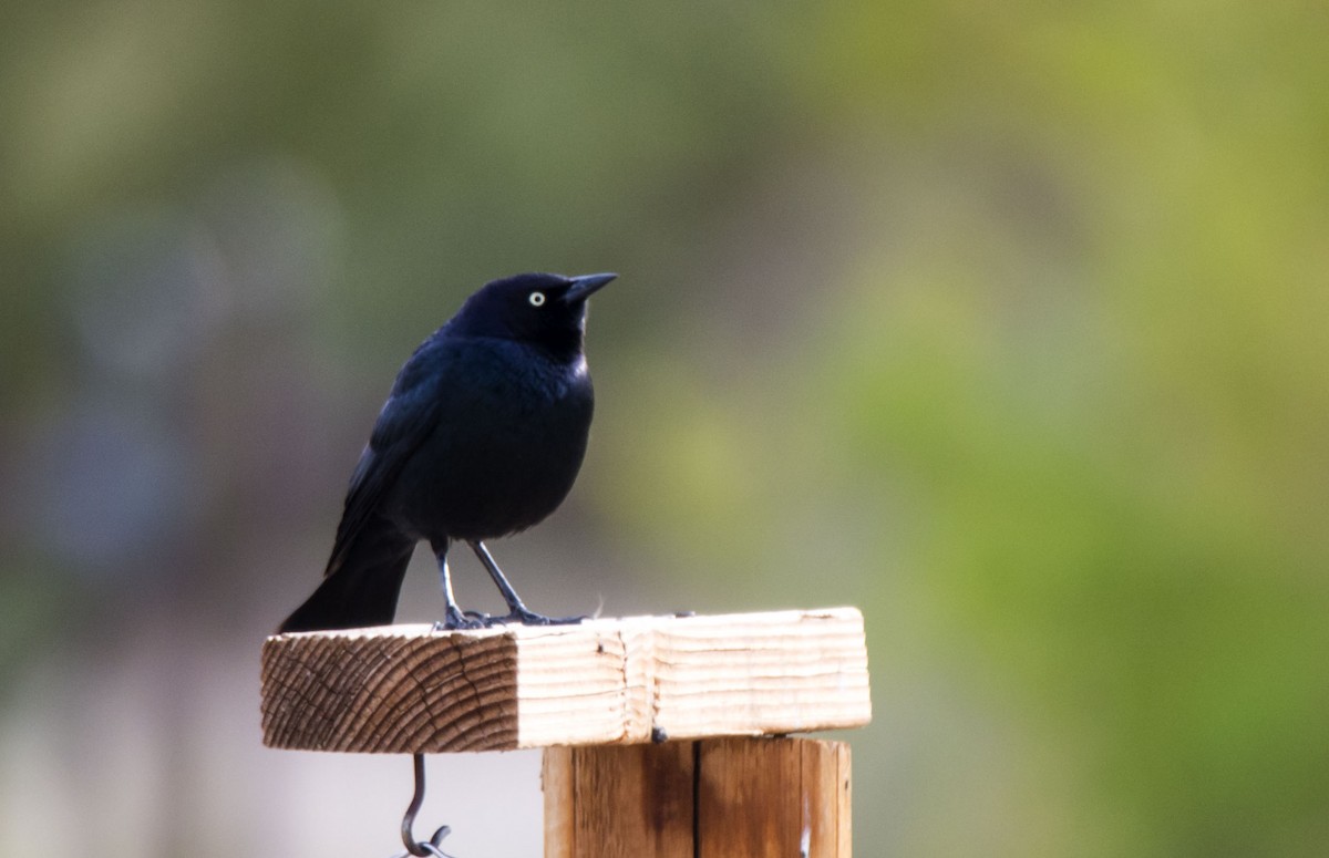 Brewer's Blackbird - ML646680372