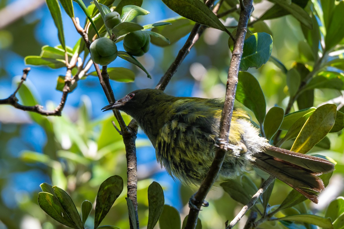 Коримако - ML646680375