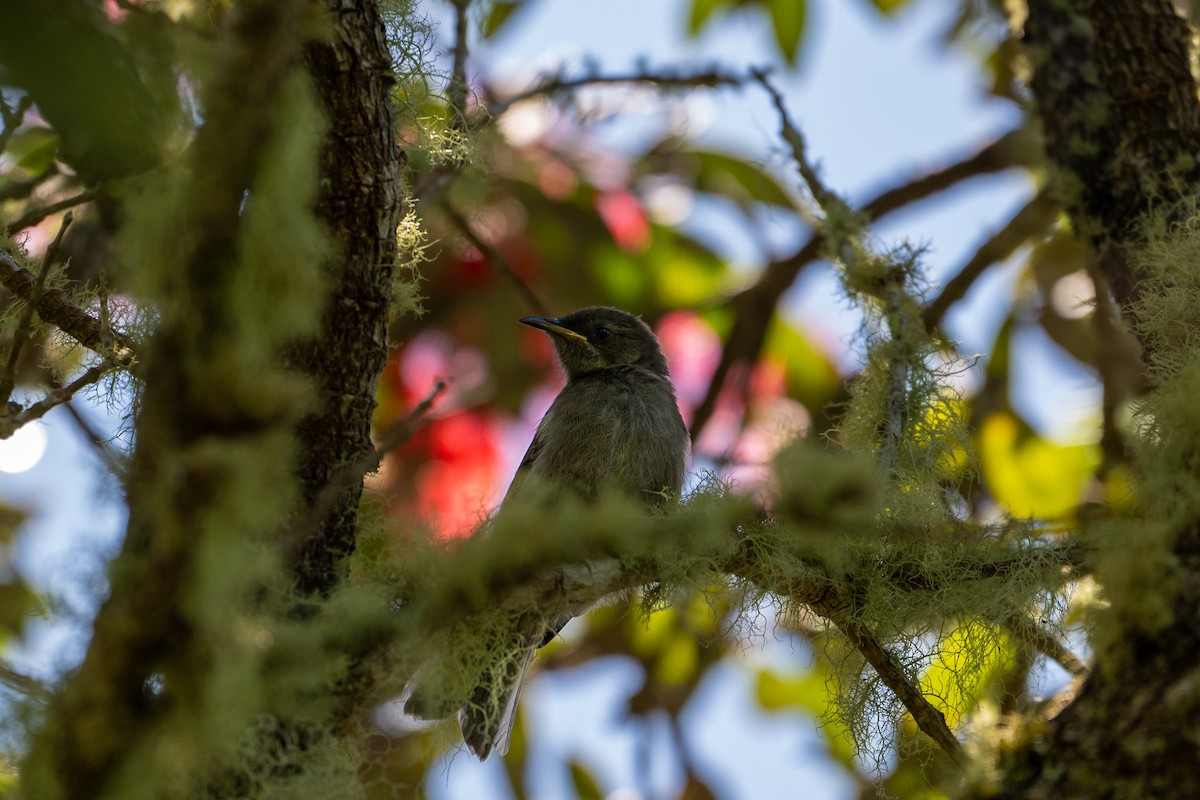 Коримако - ML646680376