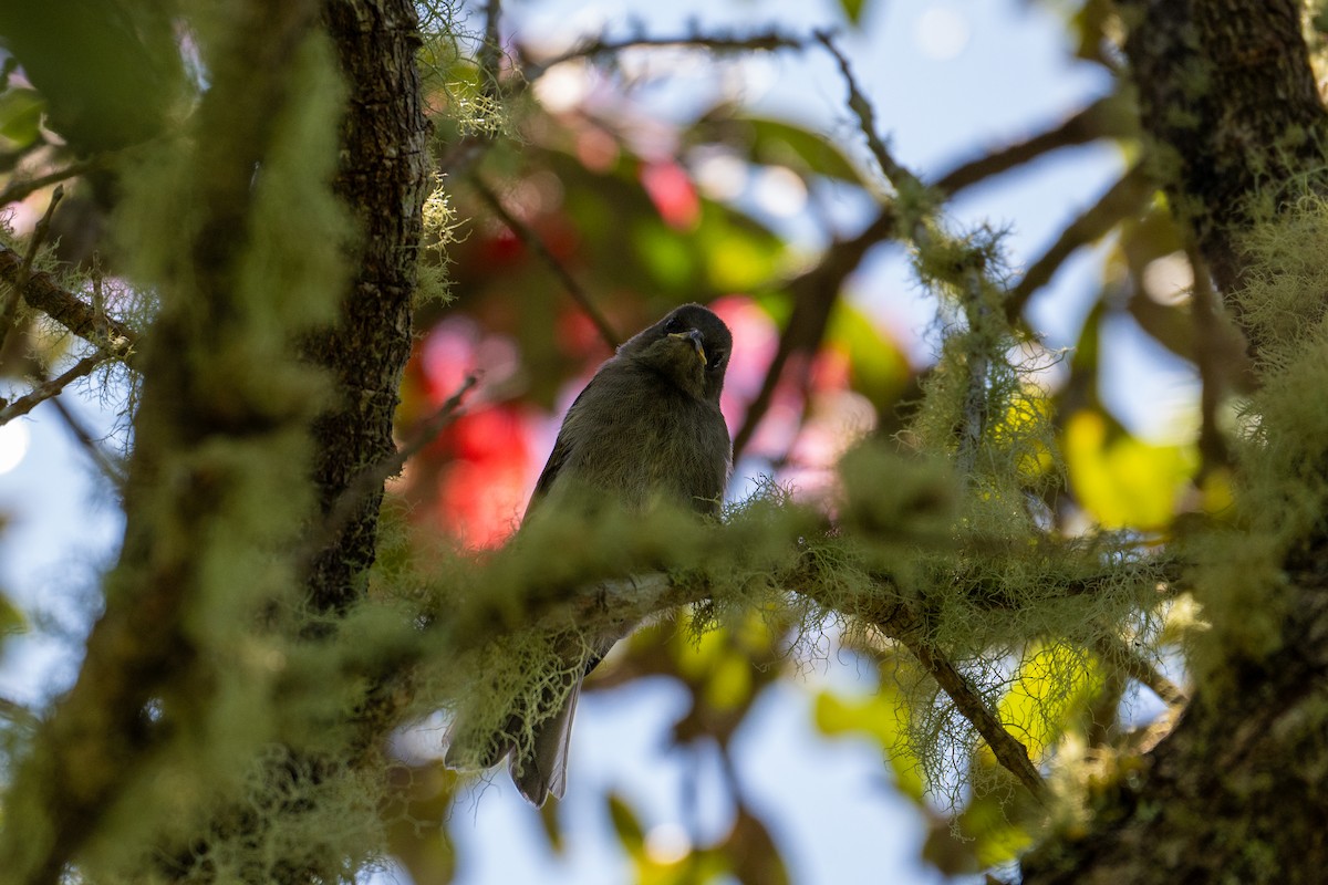 Коримако - ML646680377