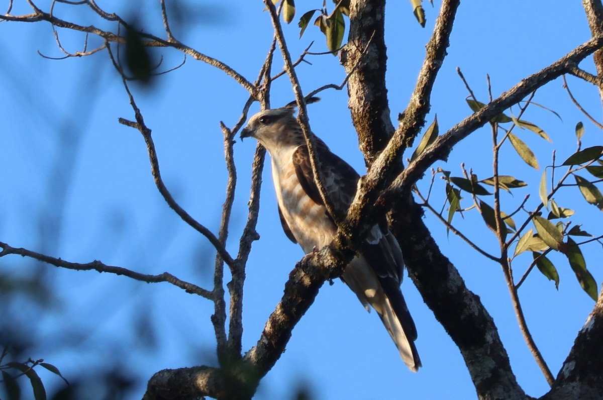 Jerdon's Baza - ML646680378