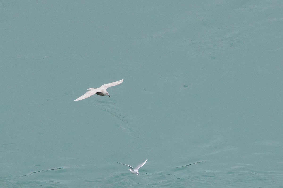 racek polární - ML646680379