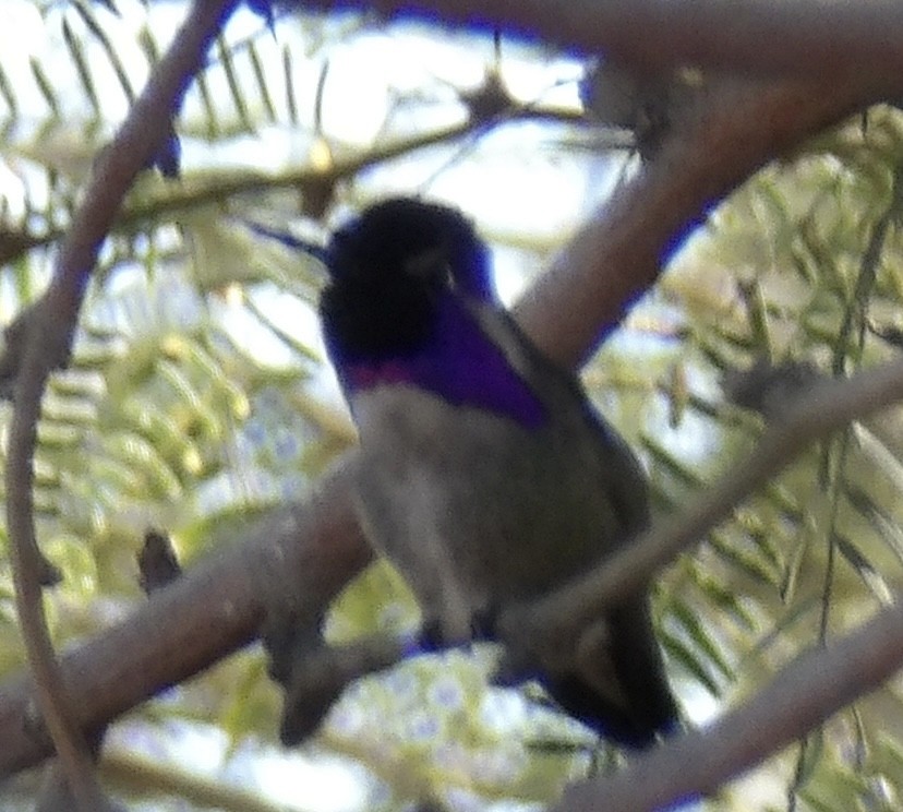 Costa's Hummingbird - ML646680380