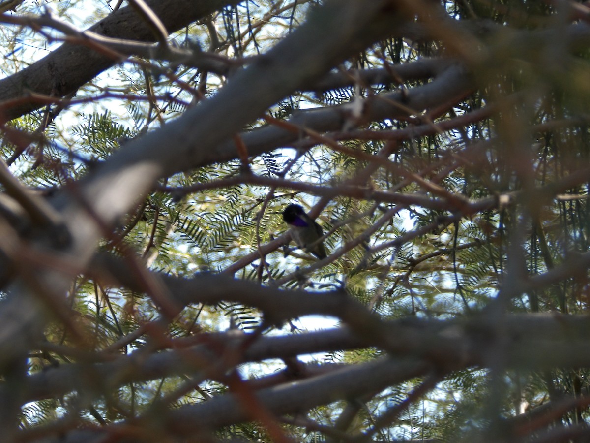 Costa's Hummingbird - ML646680381