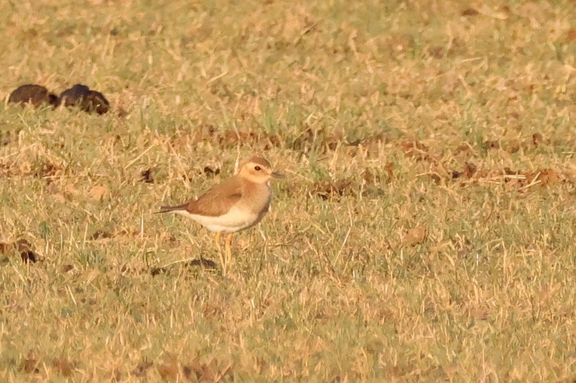 オオチドリ - ML646680382