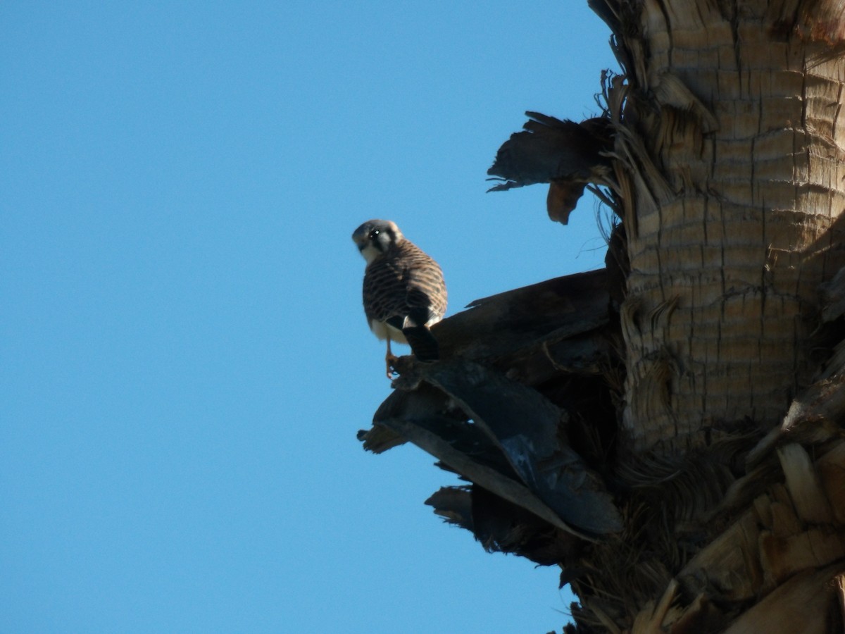 American Kestrel - ML646680385