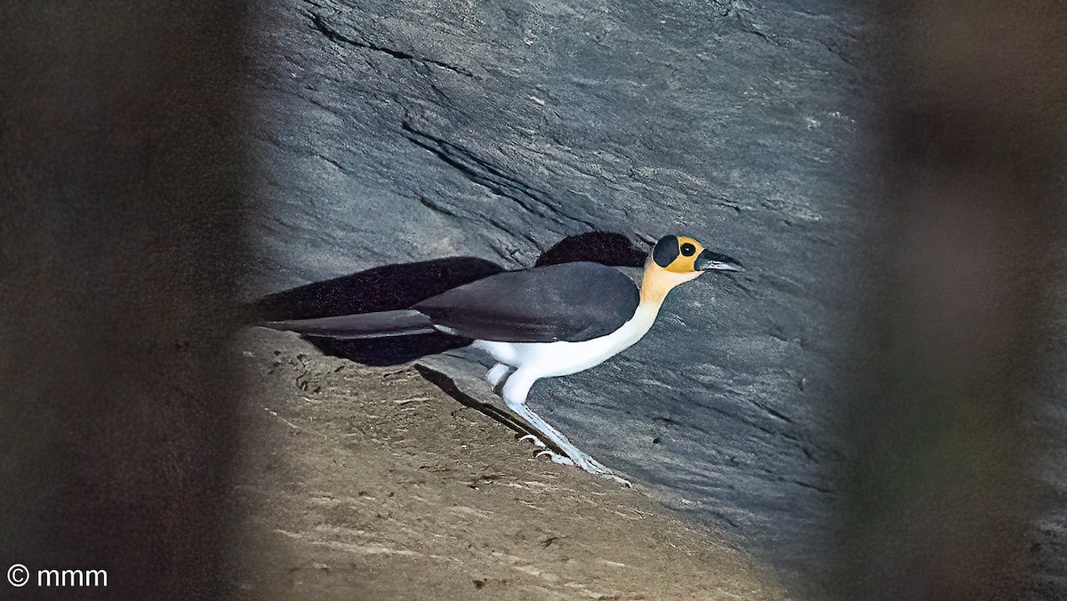 White-necked Rockfowl - ML646680386