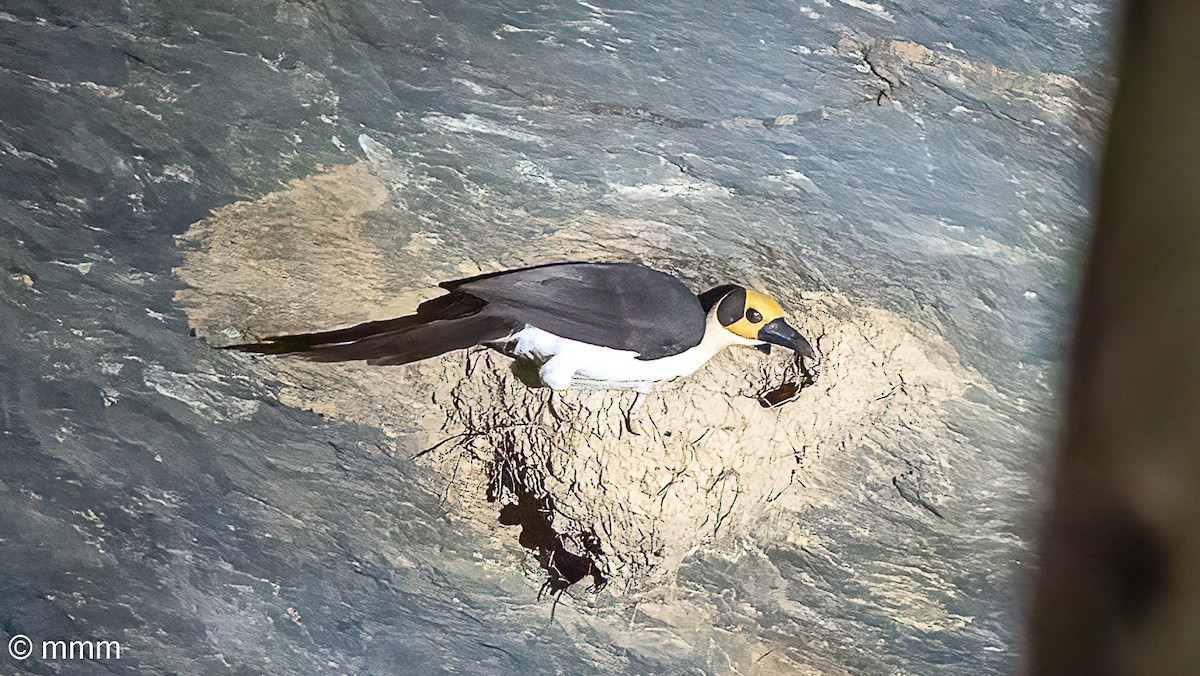 White-necked Rockfowl - ML646680387