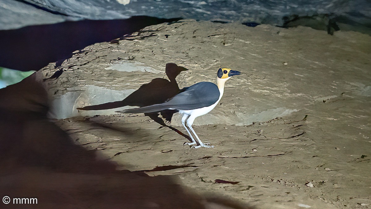 White-necked Rockfowl - ML646680388