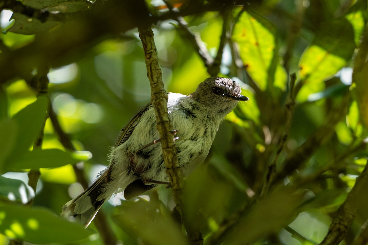 Новозеландская геригона - ML646680389