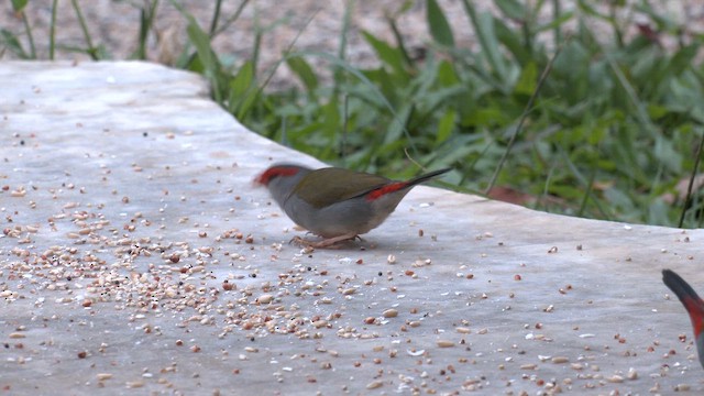 Al Kaşlı Belikınalı - ML646680392