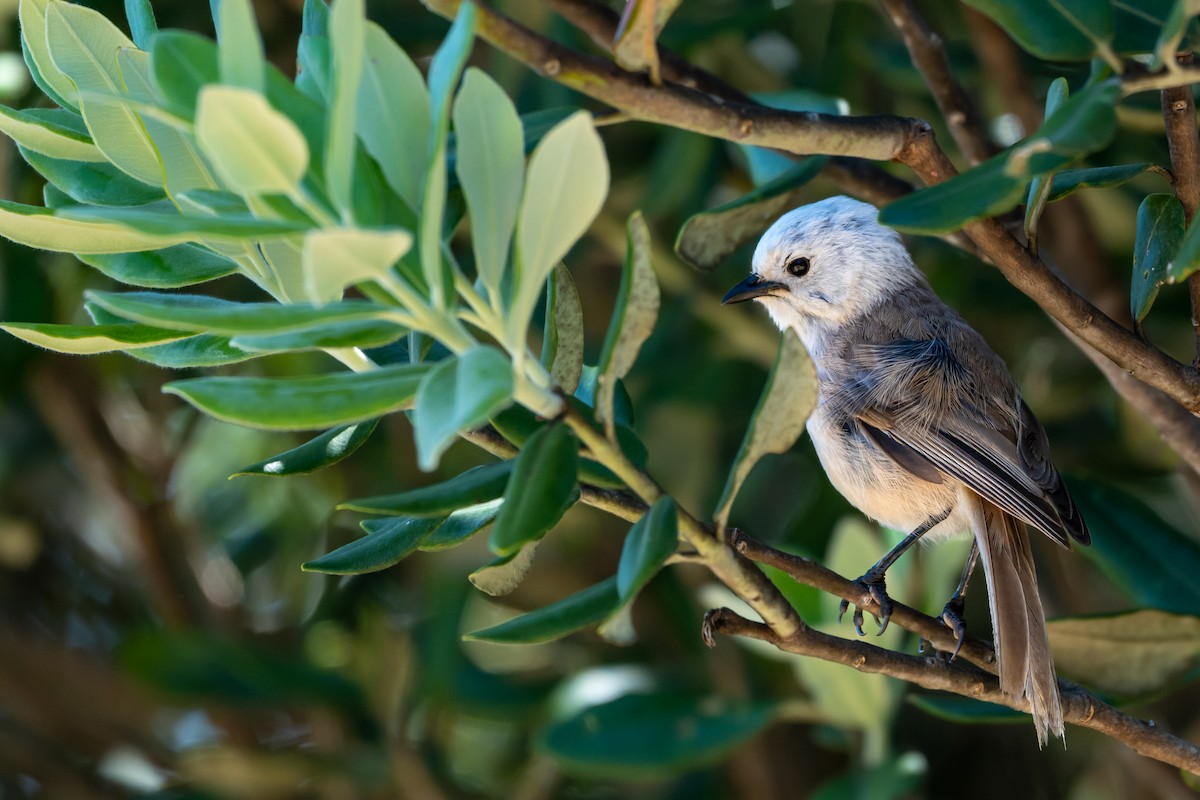 Белоголовая мохуа - ML646680393