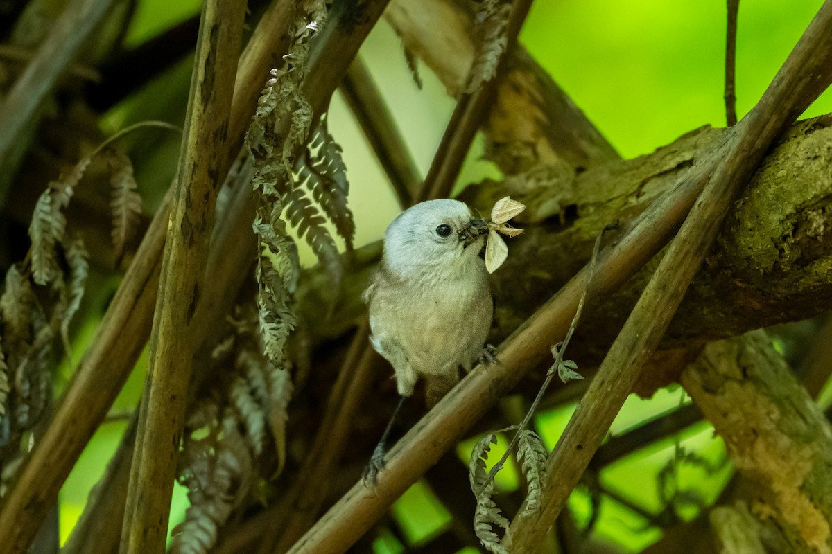 Белоголовая мохуа - ML646680394