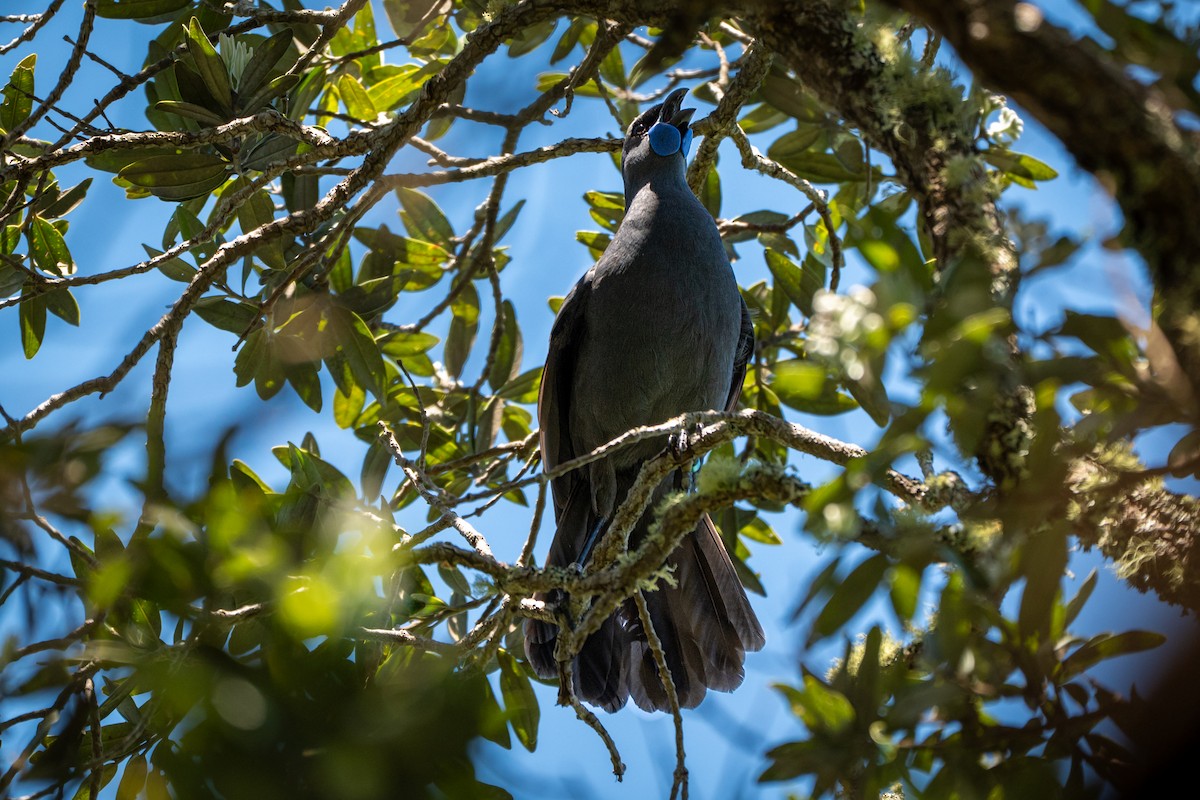 Северный кокако - ML646680395