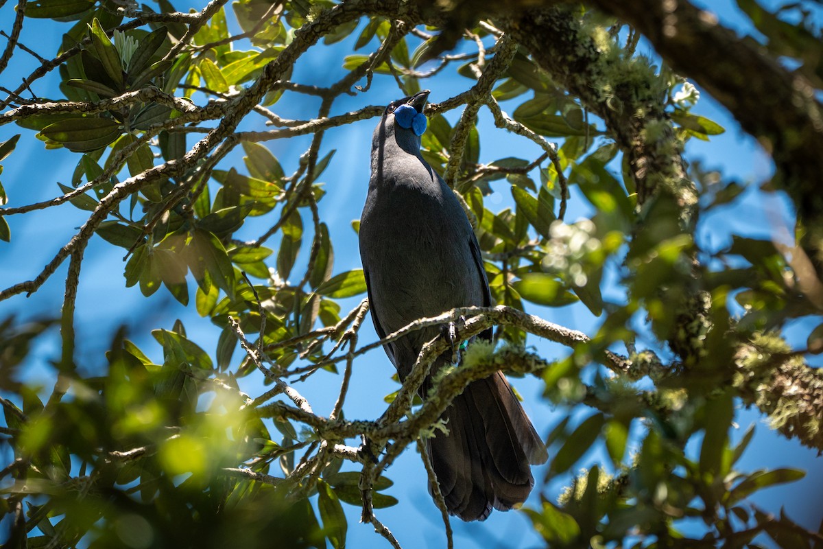 Северный кокако - ML646680396