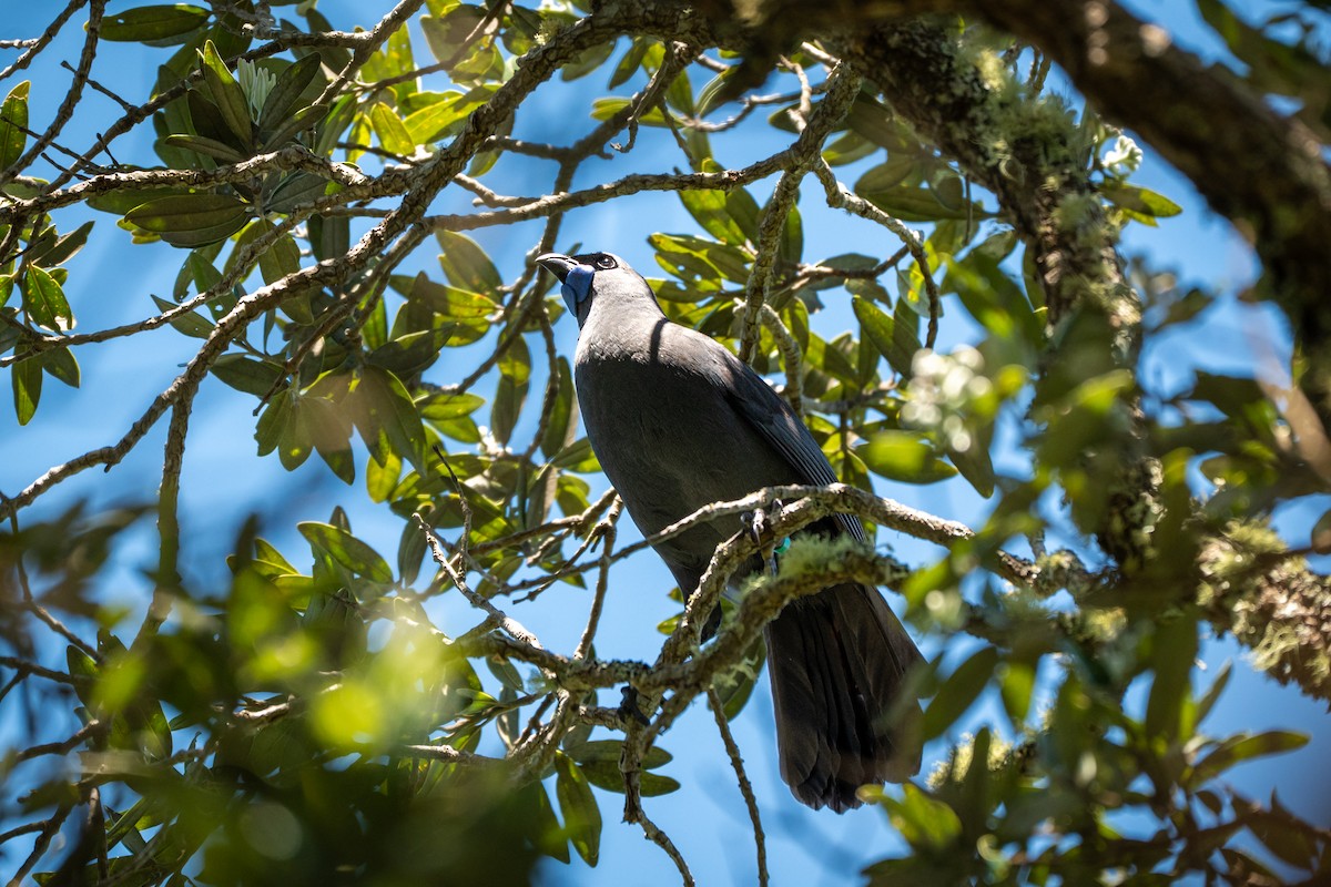 Северный кокако - ML646680397