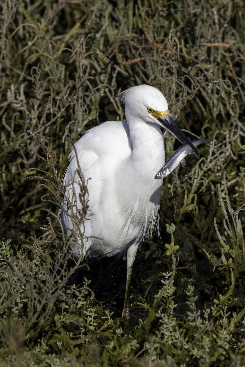 Snowy Egret - ML646680399