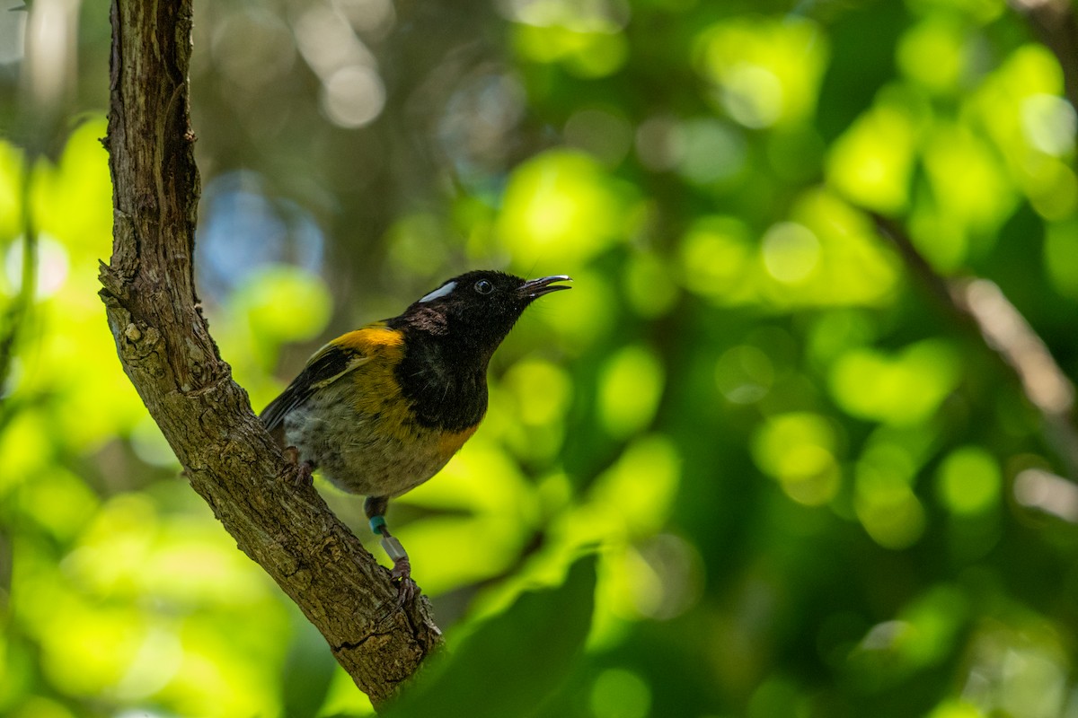 Хихи - ML646680404