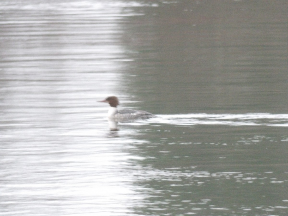 Common Merganser - ML646680406