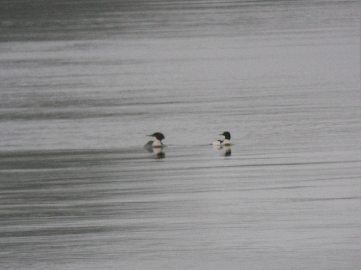 Common Merganser - ML646680407