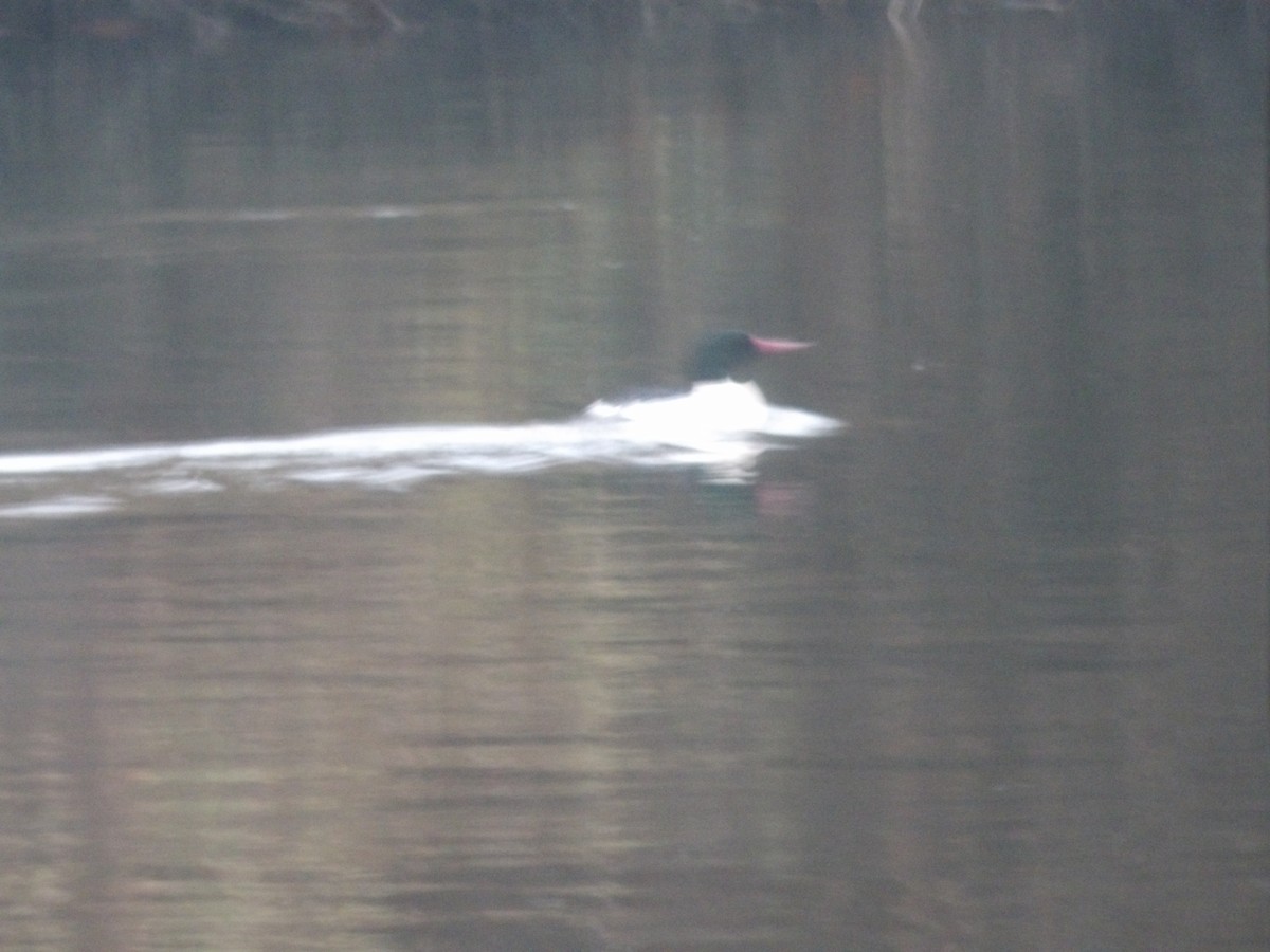 Common Merganser - ML646680408