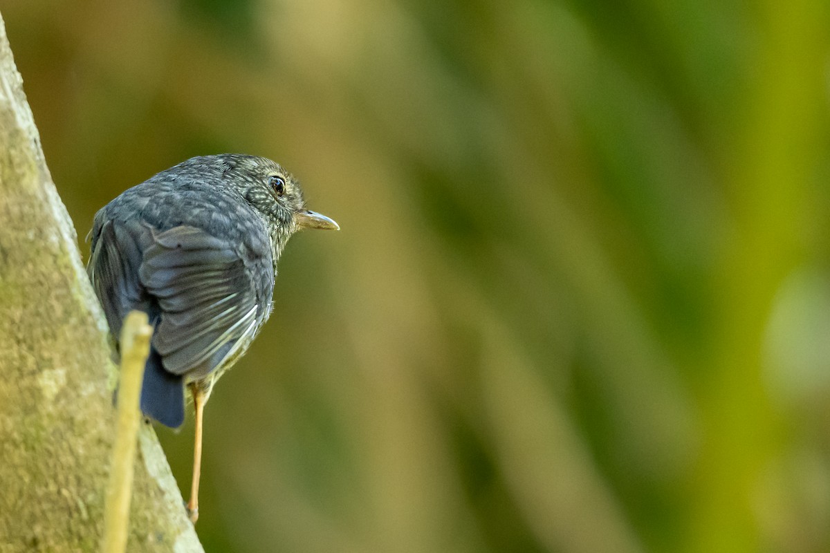 Северная петроика - ML646680409