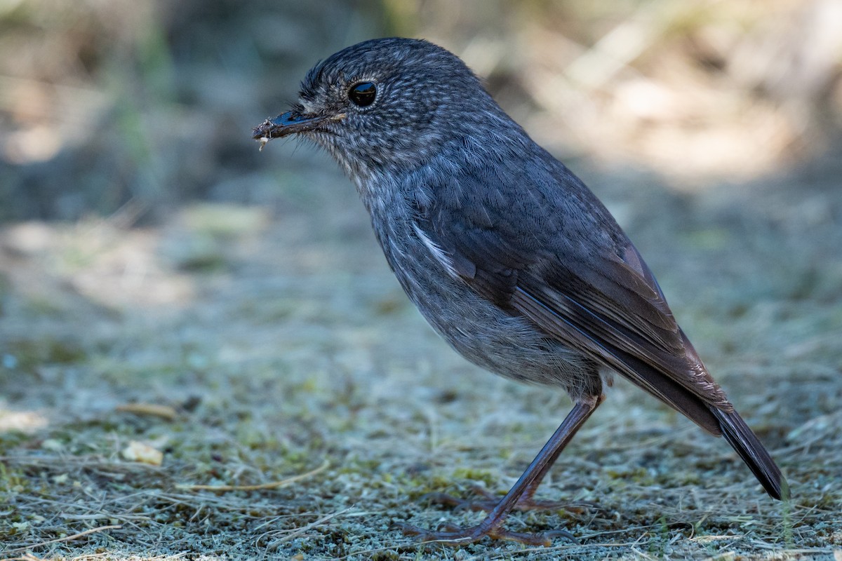 Северная петроика - ML646680410
