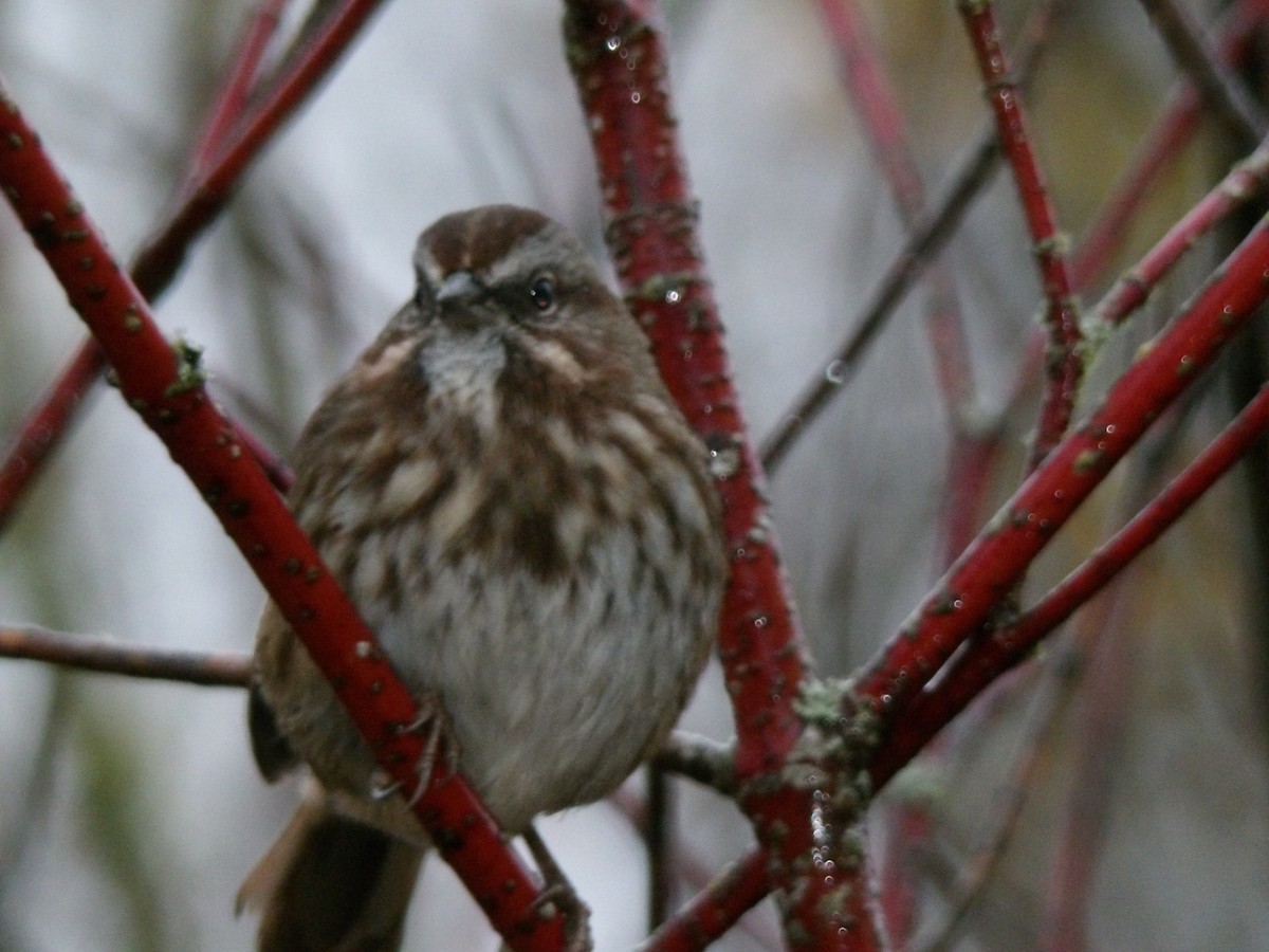 Song Sparrow - ML646680414