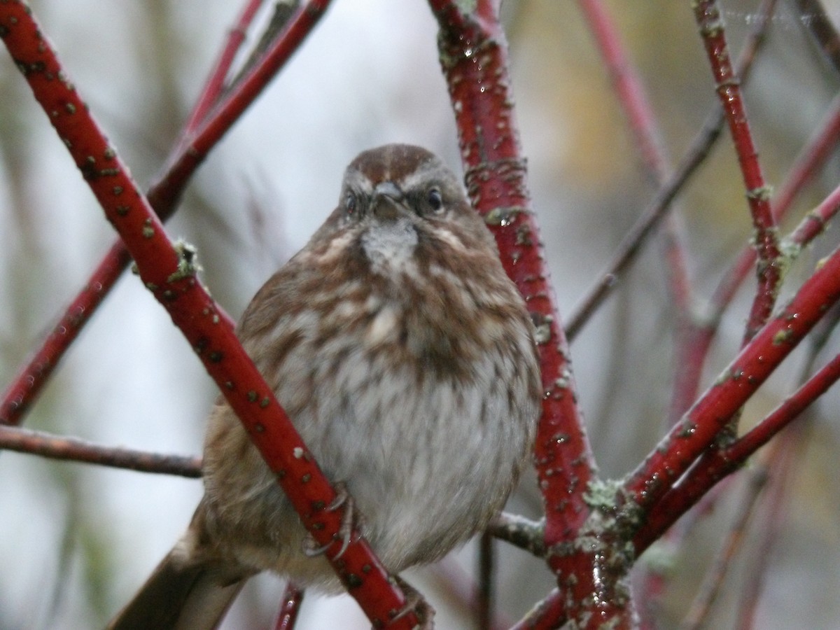 Song Sparrow - ML646680415