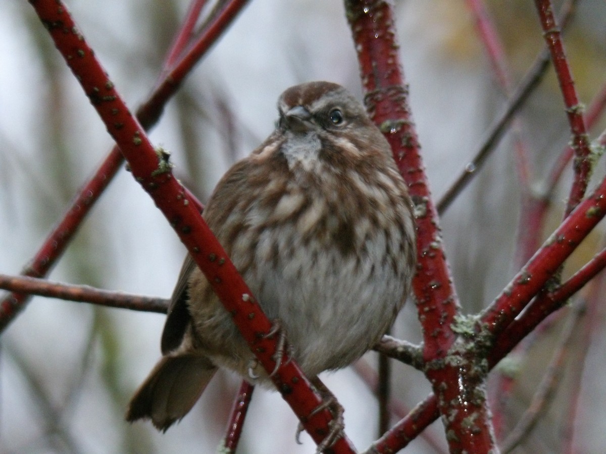 Song Sparrow - ML646680416