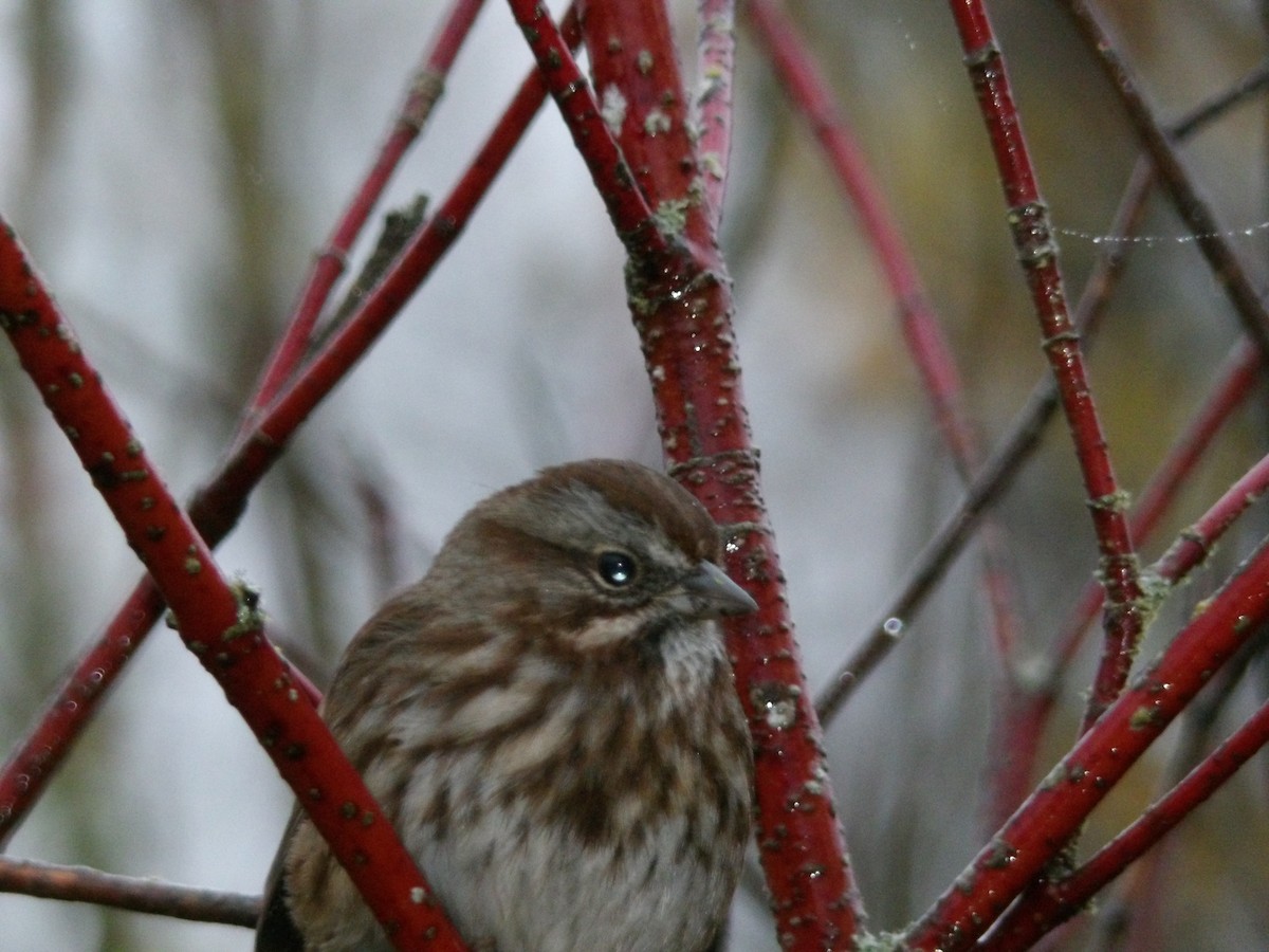 Song Sparrow - ML646680417