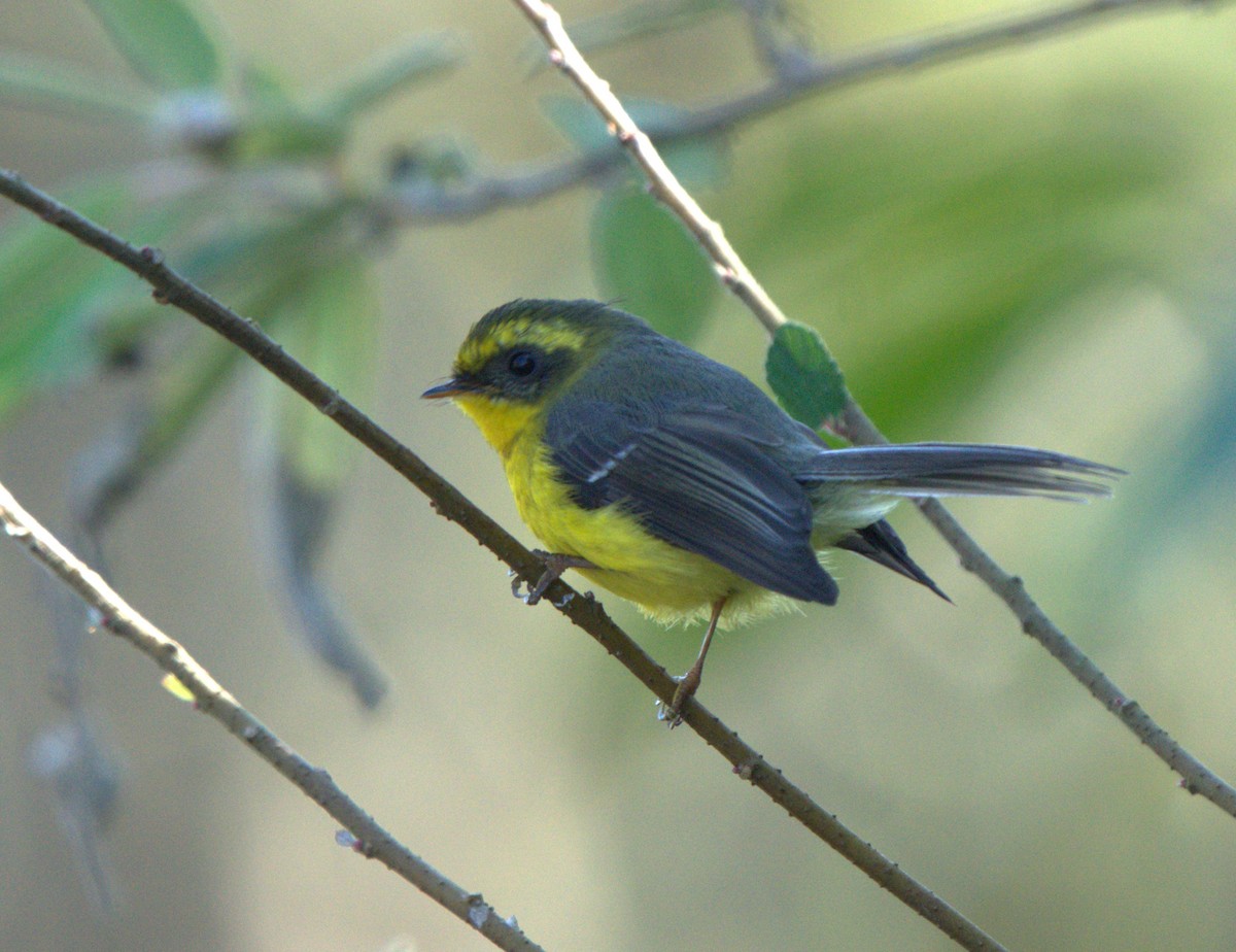 Yellow-bellied Fairy-Fantail - ML646680418