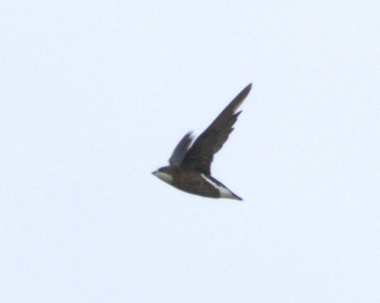 White-throated Needletail - ML646680421