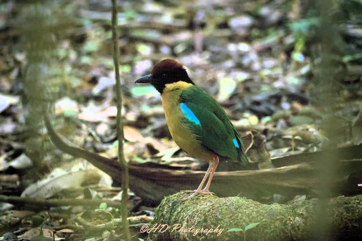 Noisy Pitta - ML646680424