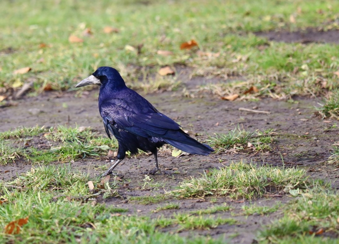 עורב מזרע - ML646680426