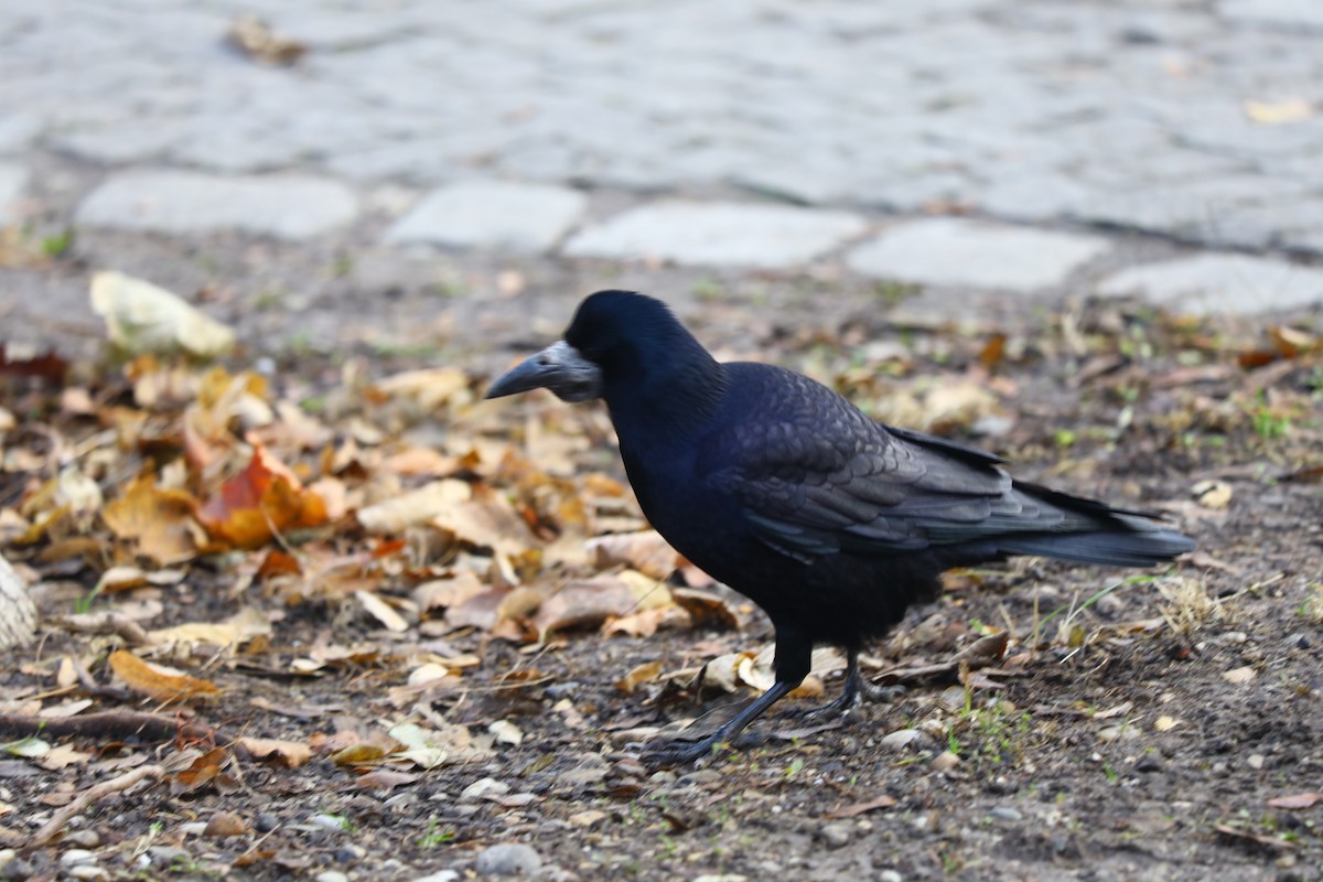 עורב מזרע - ML646680427