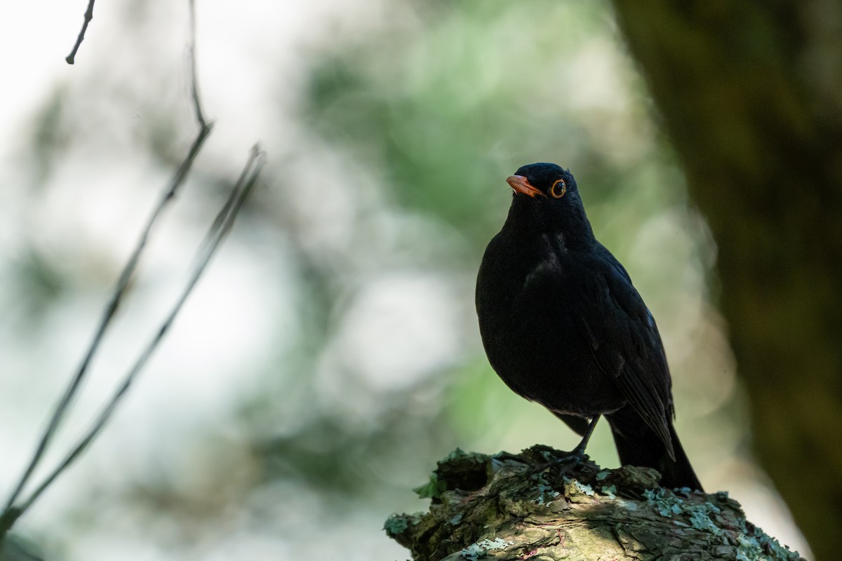 Чёрный дрозд - ML646680429