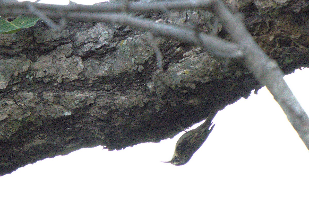 Bar-tailed Treecreeper - ML646680431