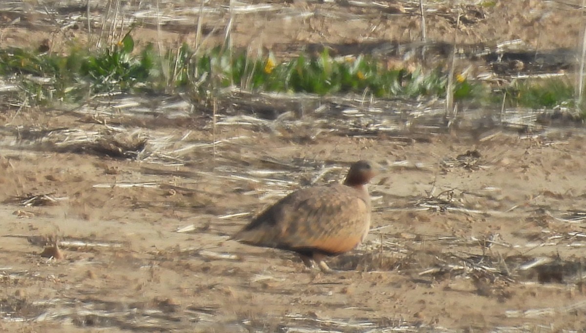 Sandflughuhn - ML646680433