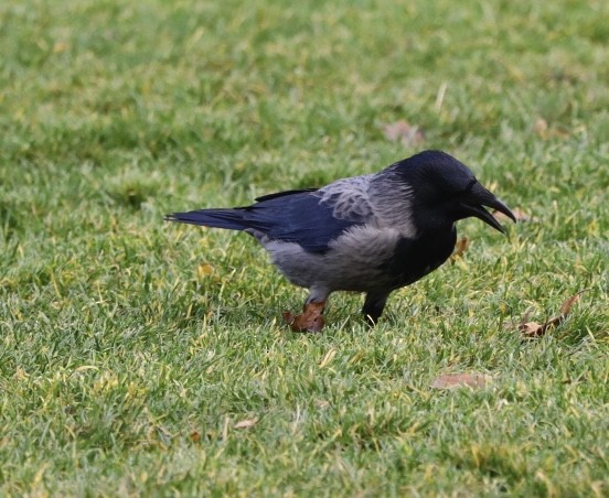 עורב אפור (אירואסייתי) - ML646680435