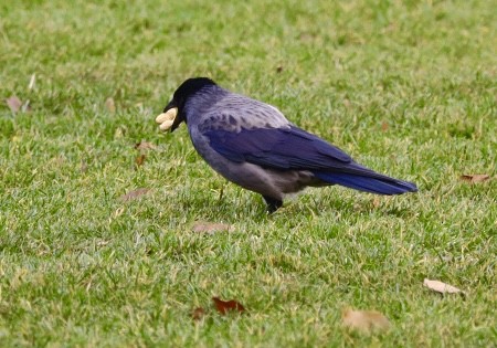 עורב אפור (אירואסייתי) - ML646680436