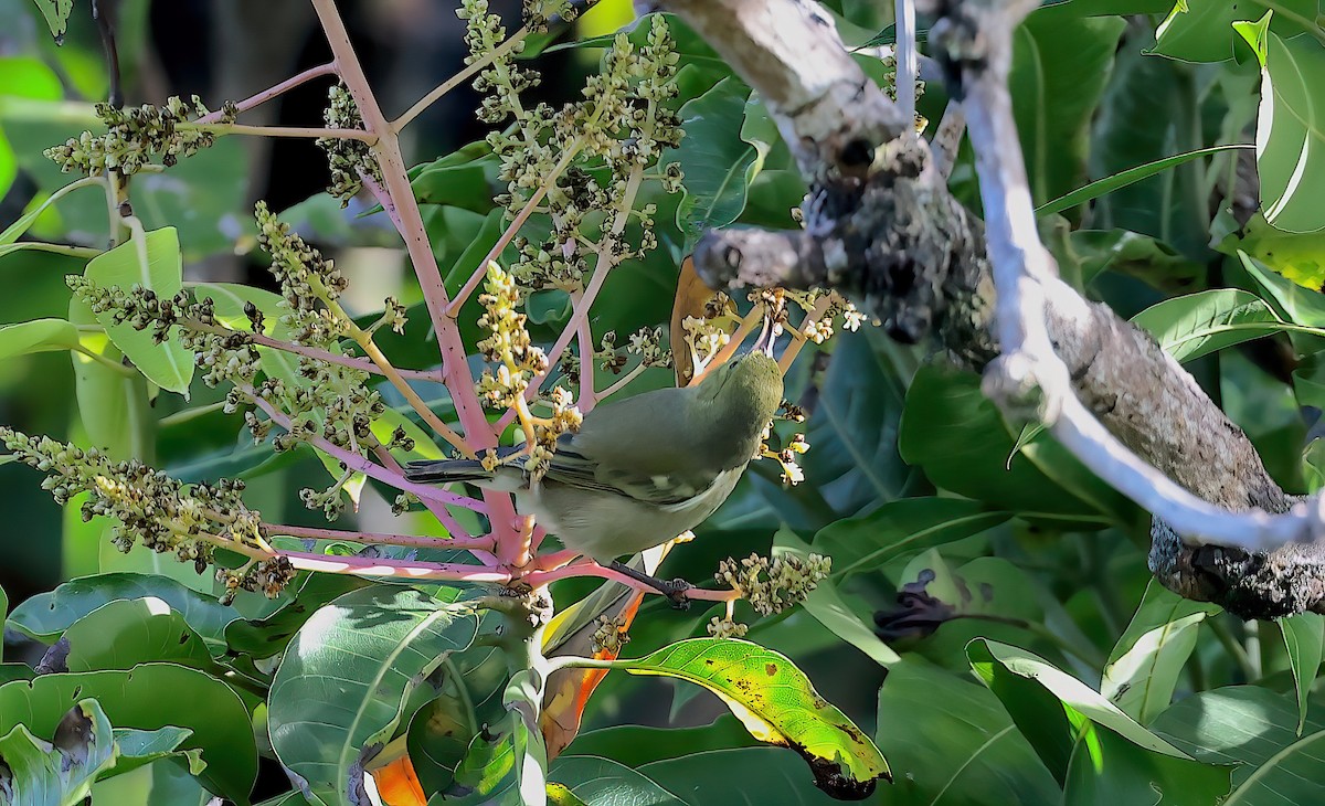 Oahu Amakihi - ML646680437