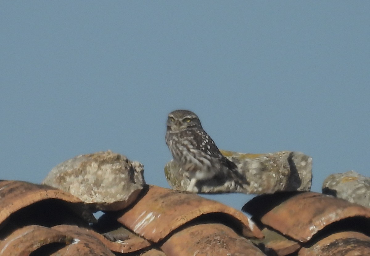 Steinkauz - ML646680440